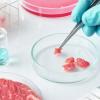 Carne cultivo celular 