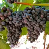 Uva tannat