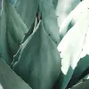 Plantas mexicanas