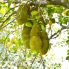 jackfruit