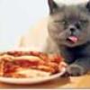 Gato británico solo se alimenta de lasagna y se rehúsa a comer otras cosas