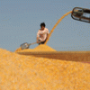 La FAO prevé una subida cada vez mayor del precio de los cereales