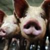 Crean carne de cerdo artificial