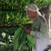 Cuba asegura que cumplirá con sus exportaciones de Habanos