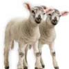 Parlamento europeo exige prohibir alimentos procedentes de animales clonados
