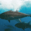 Japón: El atún rojo está amenazado por el éxito de la cocina nipona
