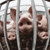 Mundo: Productores de carne de cerdo están en problemas por la Influenza A