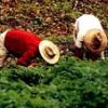 Mundo: Casi un cincuenta por ciento de la producción de alimentos en el planeta se pierde tras las cosechas