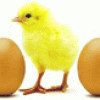 Los grandes mitos acerca del huevo