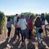 El 30% de los enoturistas españoles quiere visitar la Ruta del Vino de Rueda