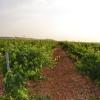 MATARROMERA utiliza sensores inalámbricos remotos para mejorar la producción y rentabilidad de sus viñedos