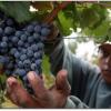 Argentina será quinto productor de vino en 2014 y Chile caerá al octavo lugar
