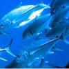 Introducir pescado azul en la dieta de los jóvenes reduce la prevalencia de enfermedades cardiovasculares y metabólicas