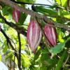 Las variedades del cacao y su desarrollo en Cuba