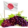 Las uvas japonesas comienzan a destacar en el sector vinícola