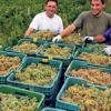 La Denominación de Origen Rías Baixas cierra vendimia con más de 41 millones de kilos de uvas