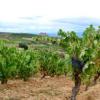 La Bodega Carlos Moro celebra su primera vendimia en La Rioja